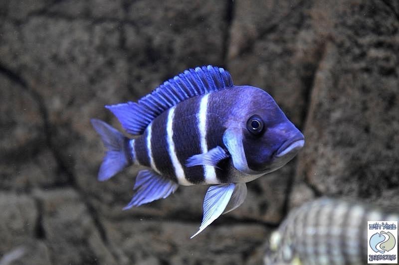 Cyphotilapia gibberosa 'Zambia'